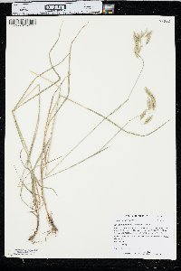 Bromus porteri image