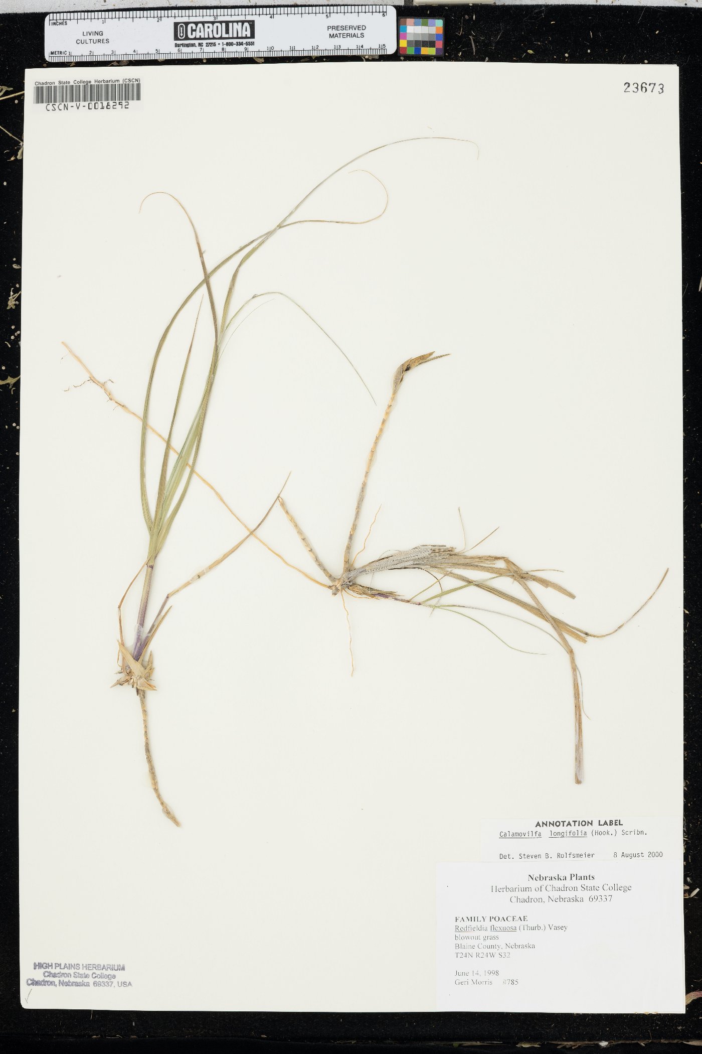 Muhlenbergia multiflora image