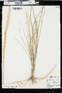 Calamovilfa longifolia image