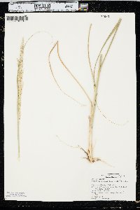 Calamovilfa longifolia image