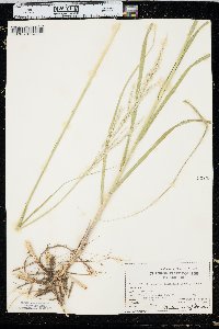 Calamovilfa longifolia image