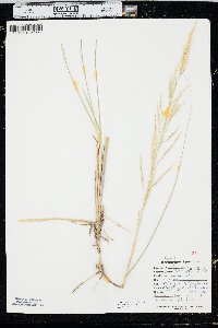 Calamovilfa longifolia image