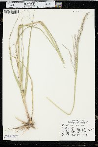 Calamovilfa longifolia image