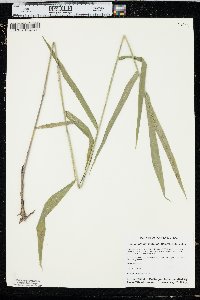 Chasmanthium latifolium image