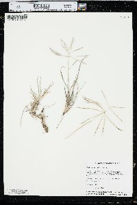 Chloris verticillata image