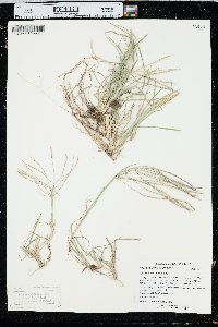 Chloris verticillata image