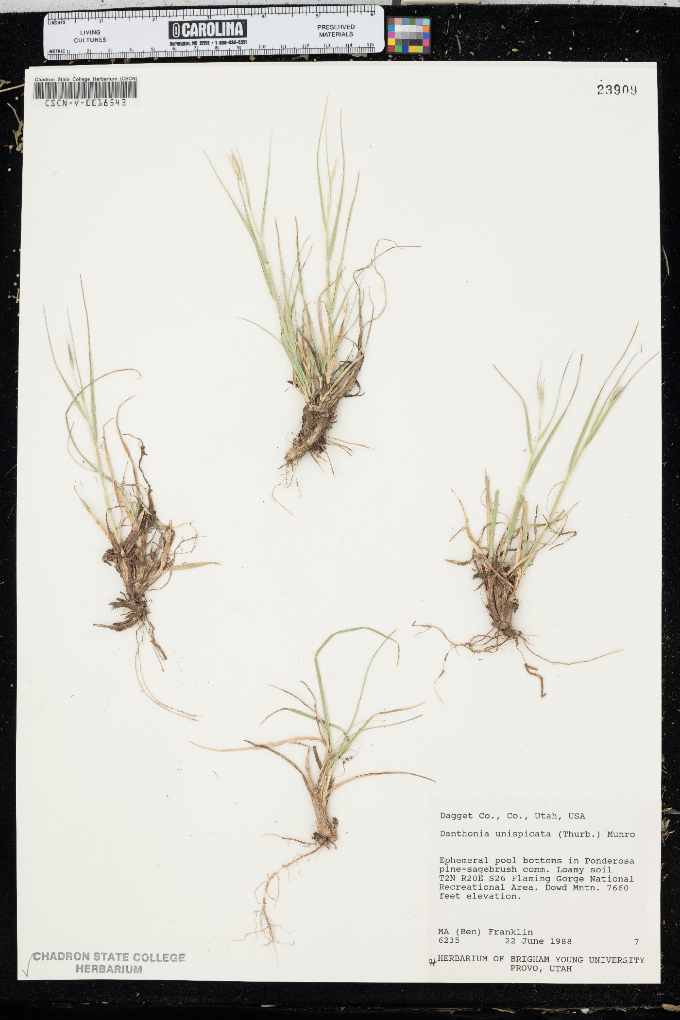 Danthonia unispicata image