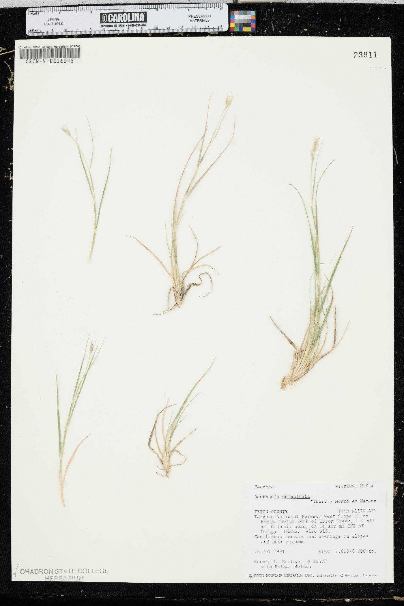 Danthonia unispicata image