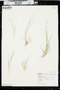 Danthonia unispicata image