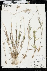 Panicum acuminatum image