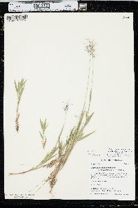 Panicum acuminatum image