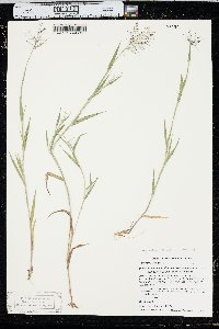 Panicum acuminatum image