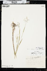 Panicum acuminatum image