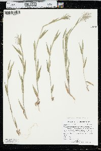 Panicum acuminatum image