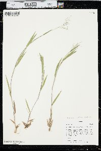 Dichanthelium ovale subsp. praecocius image