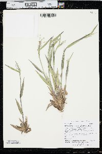 Dichanthelium sphaerocarpon image