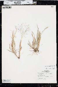 Digitaria cognata image