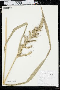 Echinochloa muricata var. muricata image
