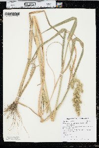 Echinochloa muricata var. muricata image