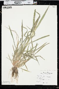 Echinochloa muricata var. microstachya image