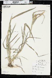 Echinochloa muricata var. microstachya image