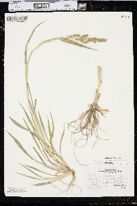 Echinochloa muricata var. microstachya image