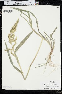 Echinochloa muricata var. microstachya image