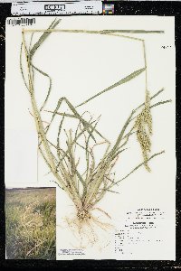 Echinochloa muricata var. microstachya image