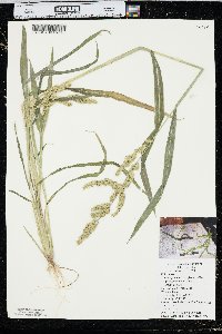 Echinochloa muricata var. microstachya image