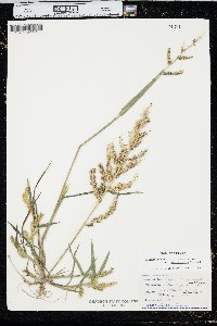 Echinochloa muricata var. microstachya image