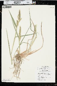 Echinochloa muricata var. microstachya image