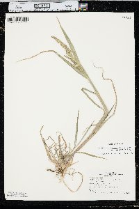 Echinochloa muricata var. microstachya image