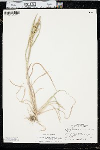 Echinochloa muricata var. microstachya image