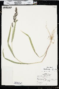 Echinochloa muricata var. microstachya image