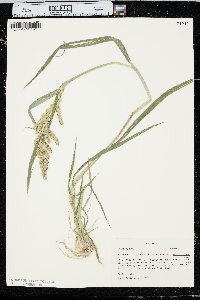 Echinochloa muricata var. microstachya image