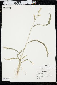 Echinochloa muricata var. microstachya image