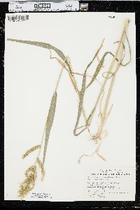 Echinochloa muricata var. microstachya image