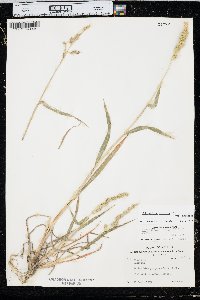 Echinochloa muricata var. muricata image