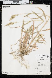 Echinochloa muricata var. muricata image