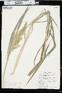 Echinochloa muricata var. muricata image