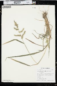 Echinochloa muricata var. muricata image