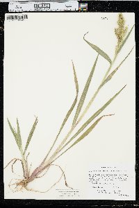 Echinochloa muricata var. microstachya image