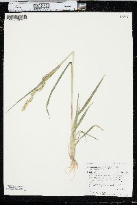 Echinochloa muricata var. microstachya image