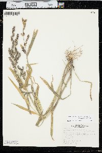 Echinochloa muricata var. microstachya image