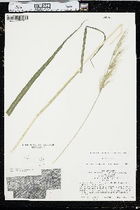 Echinochloa walteri image