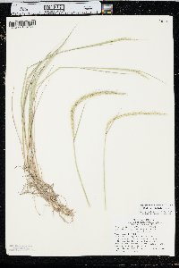 x Elyhordeum macounii image