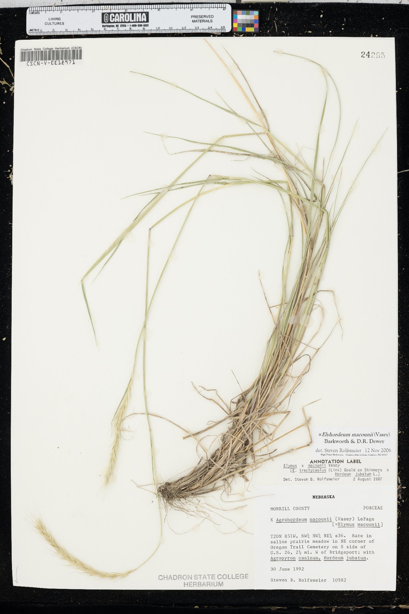 x Elyhordeum macounii image