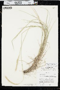 x Elyhordeum macounii image