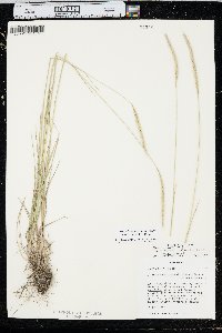 x Elyhordeum macounii image