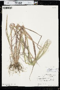 Leptochloa panicea subsp. brachiata image